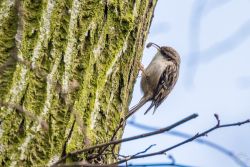 Gartenbaumläufer (Foto: Markus Brunner, NABU-Netz)