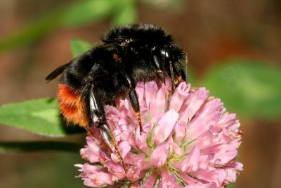 Steinhummel (Foto: Helge May / NABU)