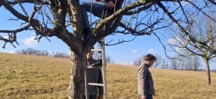 NABU-Nistkästen in den Obstbäumen bei Morlautern