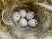 Gelege im Nest einer Kohlmeise (Foto: Britta Raabe / NABU)