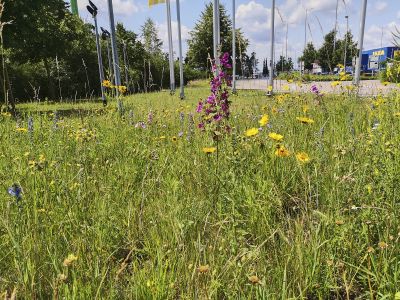 Wildblumenflächen bei IKEA Kaiserslautern