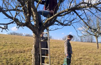 NABU-Nistkästen in den Obstbäumen bei Morlautern