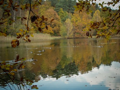 Impression vom Vogelwoog (Foto: © Jochen Löher)