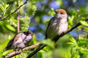 Mönchsgrasmücken, w+m (Foto: Kerstin Kleinke / NABU)