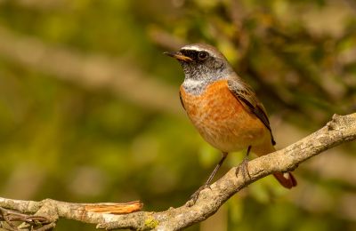 Gartenrotschwanz (Foto: Ursula Doll, NABU-Netz)