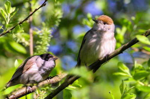 Mönchsgrasmücken, w+m (Foto: Kerstin Kleinke / NABU)
