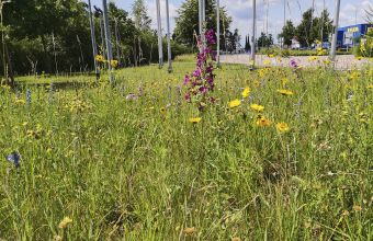 Wildblumenstreifen bei IKEA Kaiserslautern