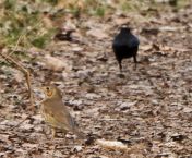 Singdrossel und Amsel