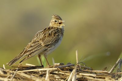 Die Feldlerche - Vogel des Jahres 2019, NABU-Pressebild, Foto: Manfred Delpho/NABU