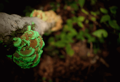 Herber Zwergknäueling mit Biolumineszenz