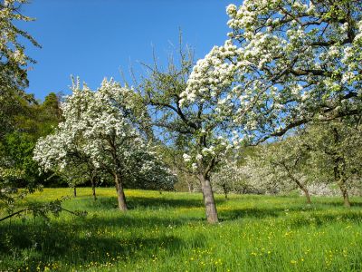 Streuobstwiese (Foto: Hannes Huber, NABU-Netz)