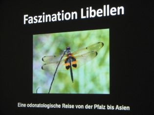 Bildervortrag über Libellen