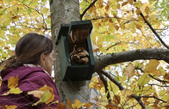 Nistkastenreinigung in den Kranzeichen