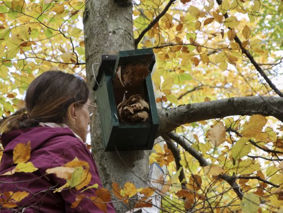 Nistkastenreinigung in den Kranzeichen