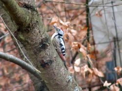 Mittelspecht (Foto: Jürgen Reincke / NABU)