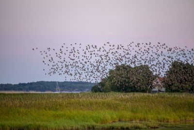 Zugvögel (Foto: Cristoph Kasulke, NABU-Netz)