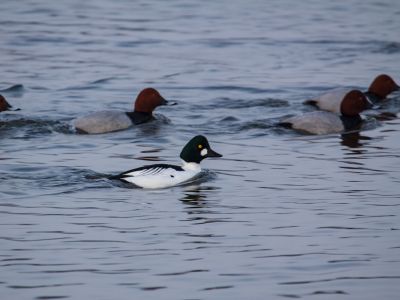 Schellenten im Wasser (Foto: Claus Hektor, NABU-Netz)